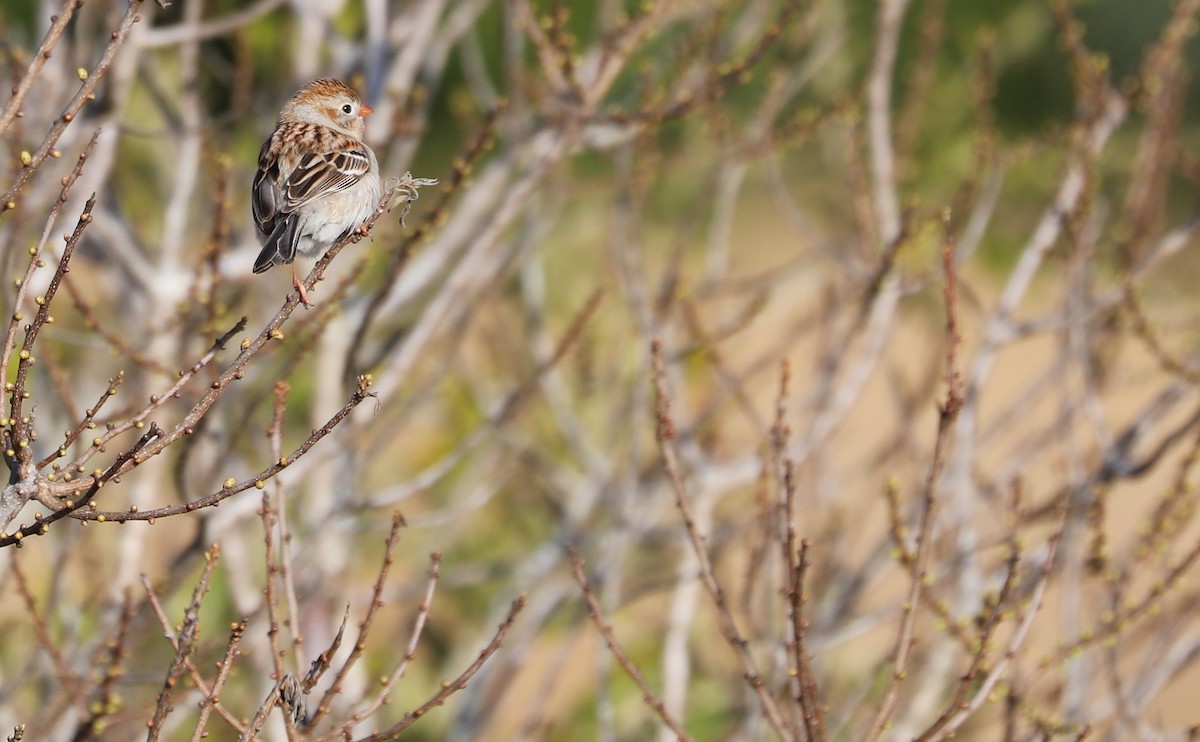 Field Sparrow - ML616527328