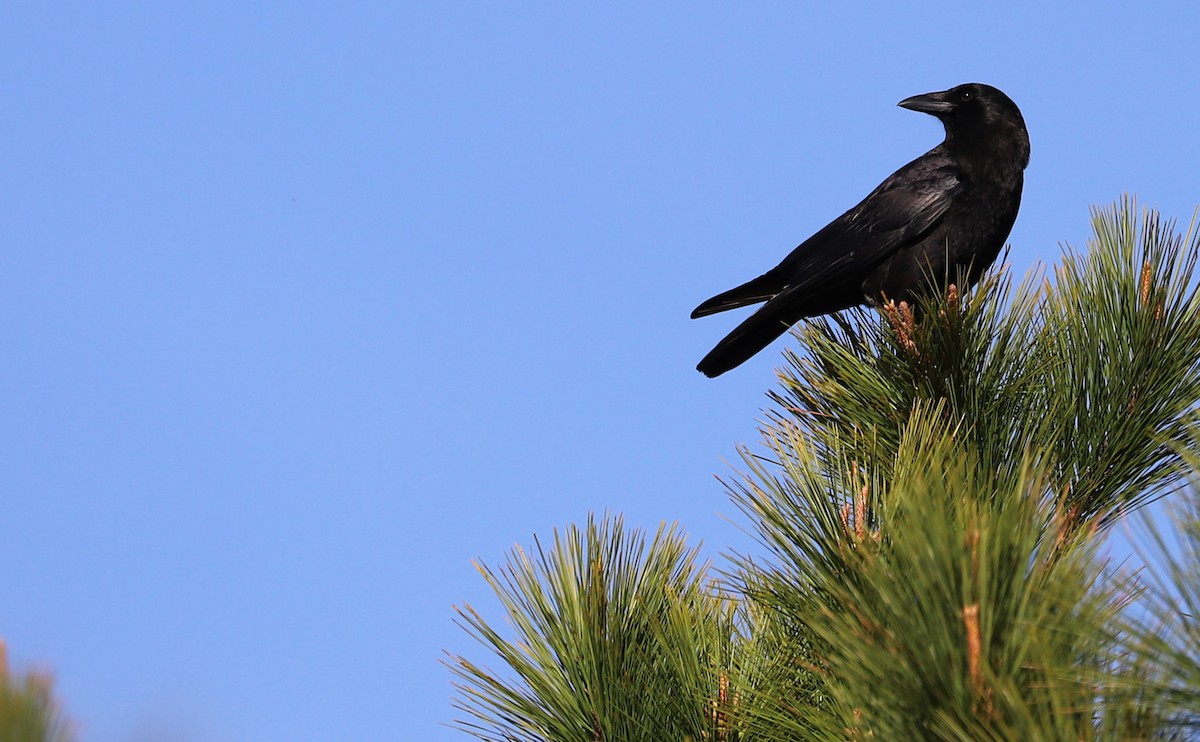 American Crow - ML616527332