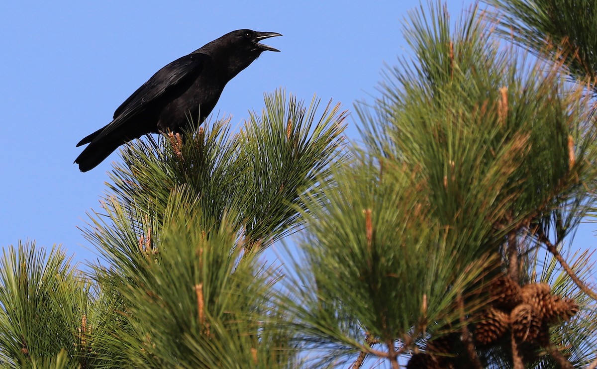 American Crow - ML616527342