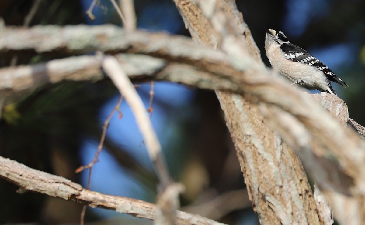 Downy Woodpecker (Eastern) - ML616527348