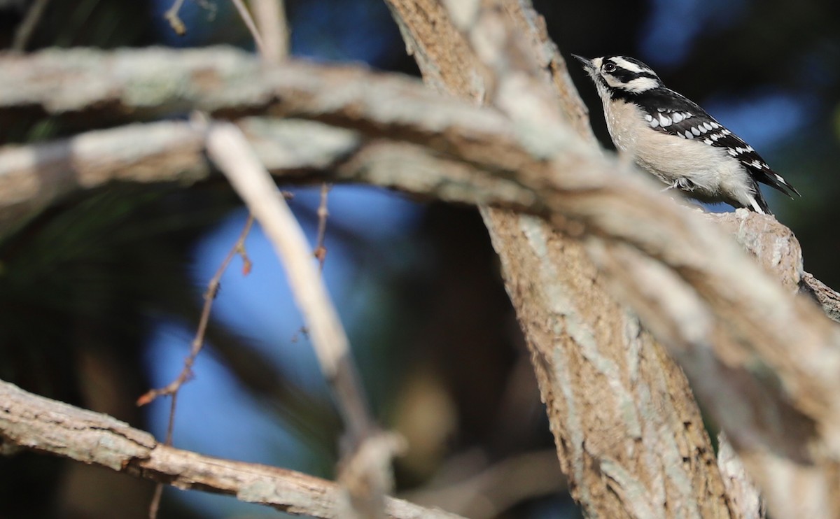Downy Woodpecker (Eastern) - ML616527350