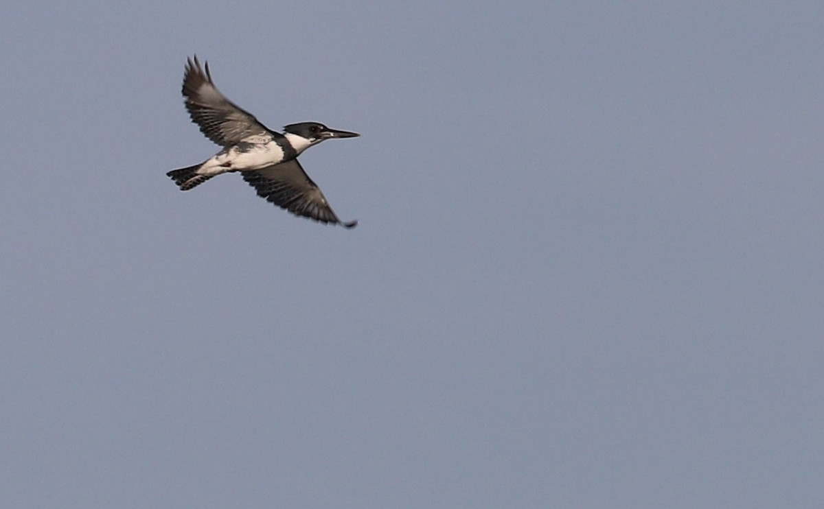 Belted Kingfisher - ML616527351