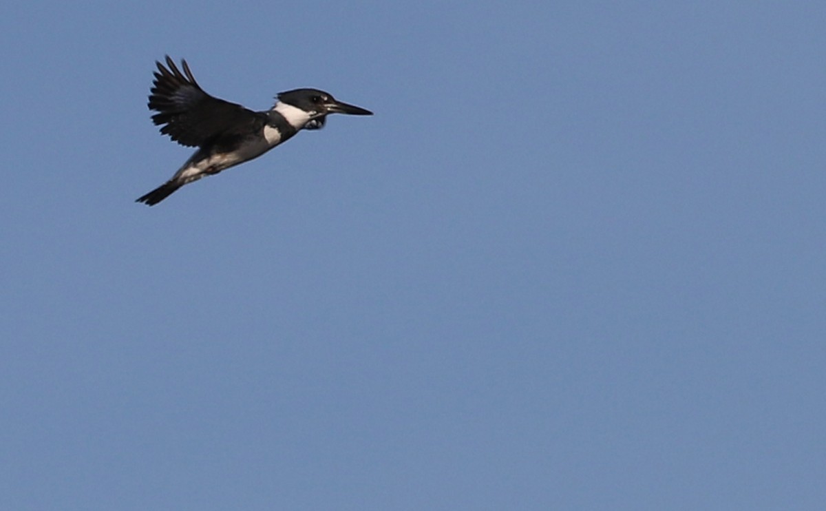 Belted Kingfisher - ML616527353