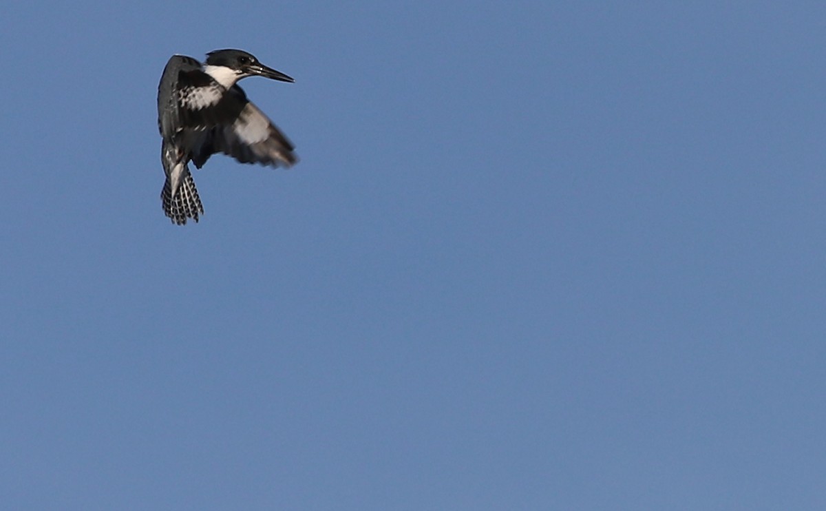 Belted Kingfisher - ML616527354