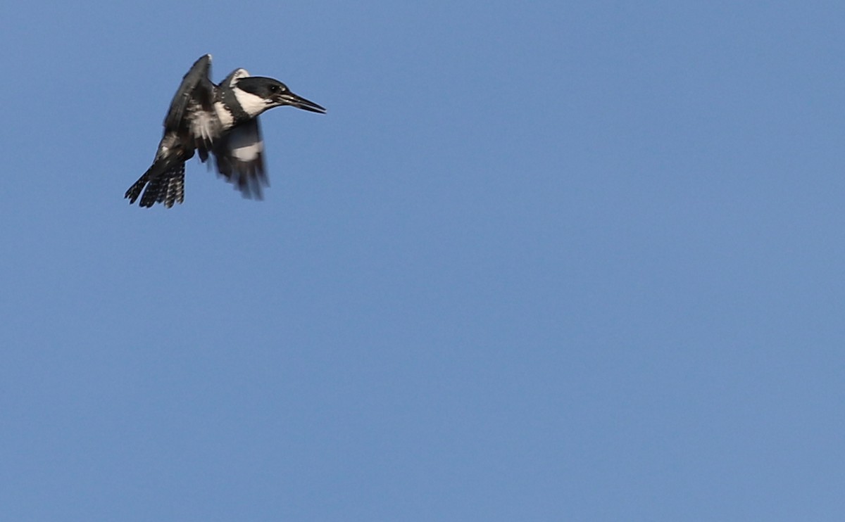 Belted Kingfisher - ML616527357