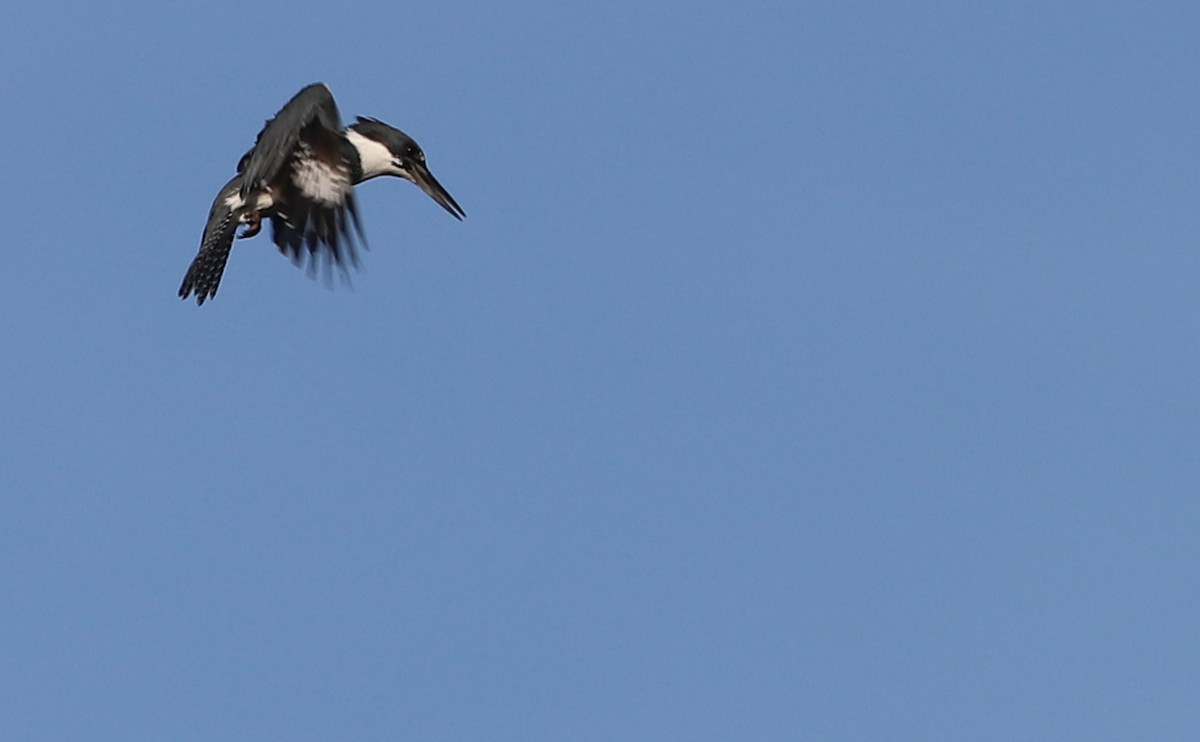 Belted Kingfisher - ML616527359