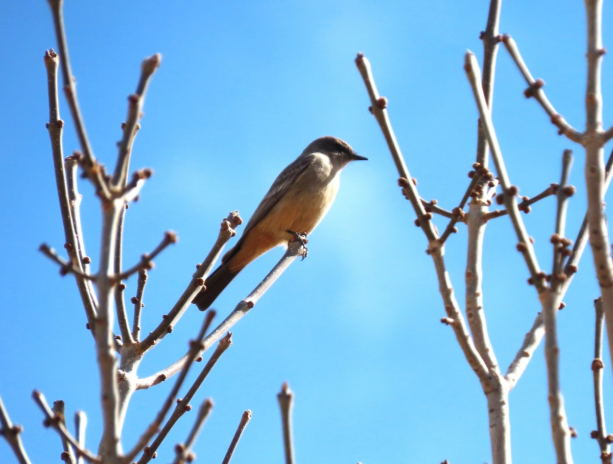 Say's Phoebe - ML616527361