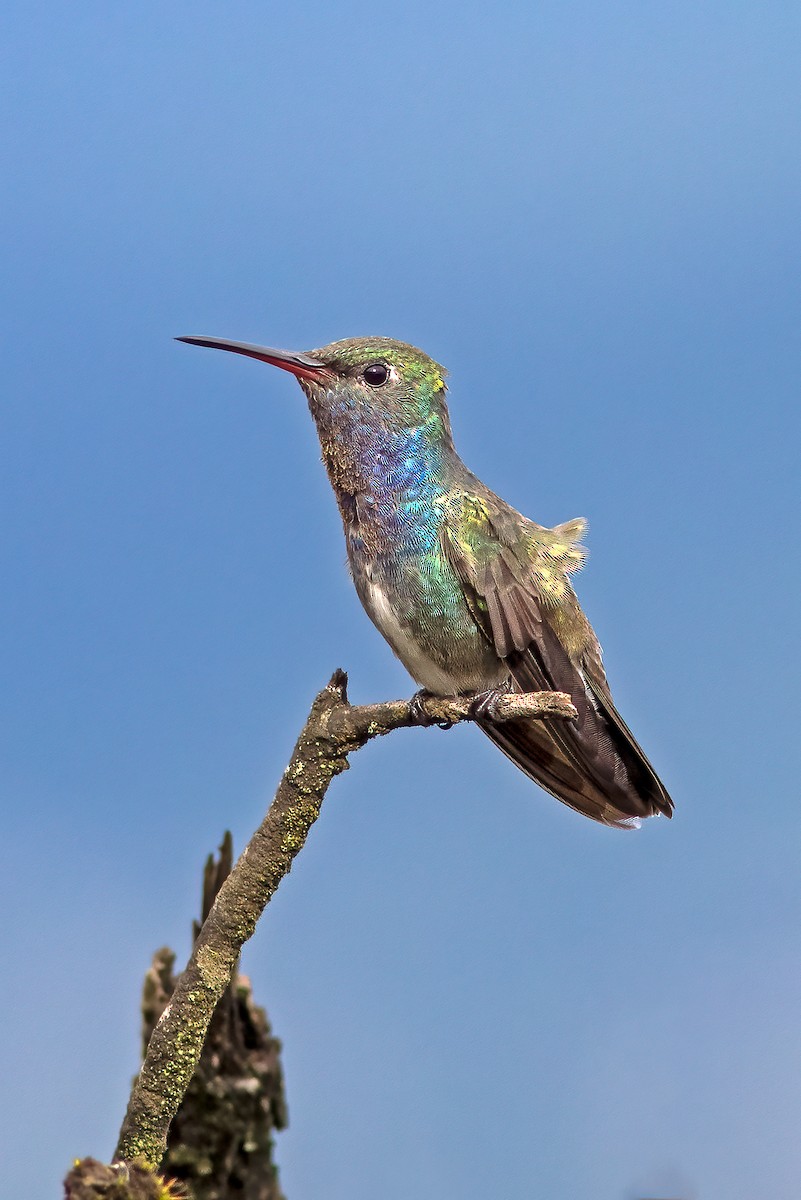 kolibřík safírový - ML616527379