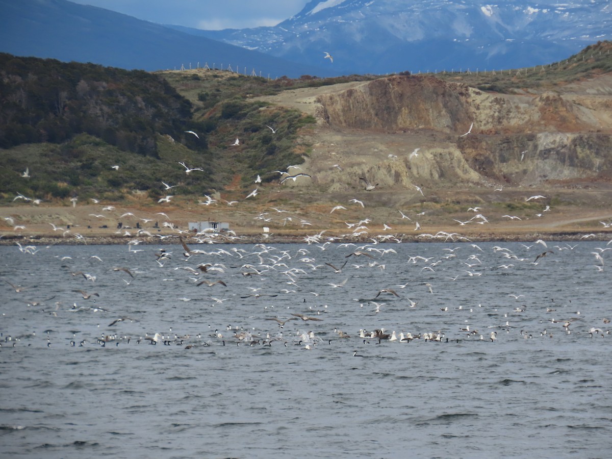 Falklandseeschwalbe - ML616527395