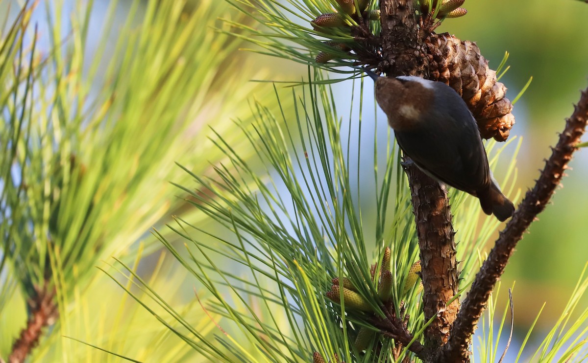 Brown-headed Nuthatch - ML616527408