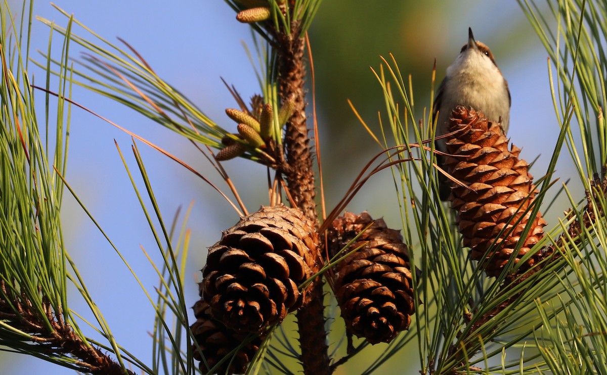 Brown-headed Nuthatch - ML616527493