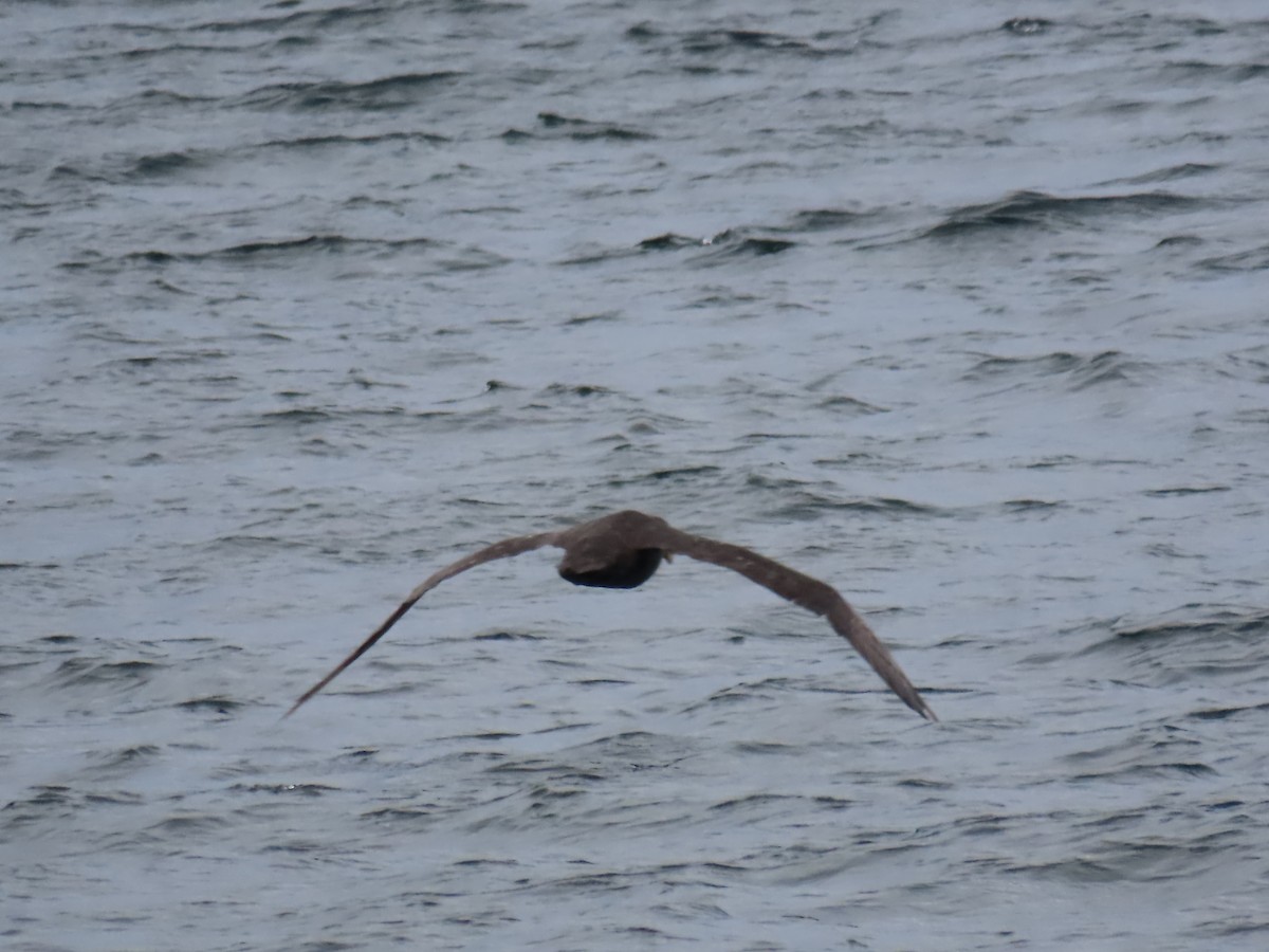 Southern Giant-Petrel - Ursula  Mitra