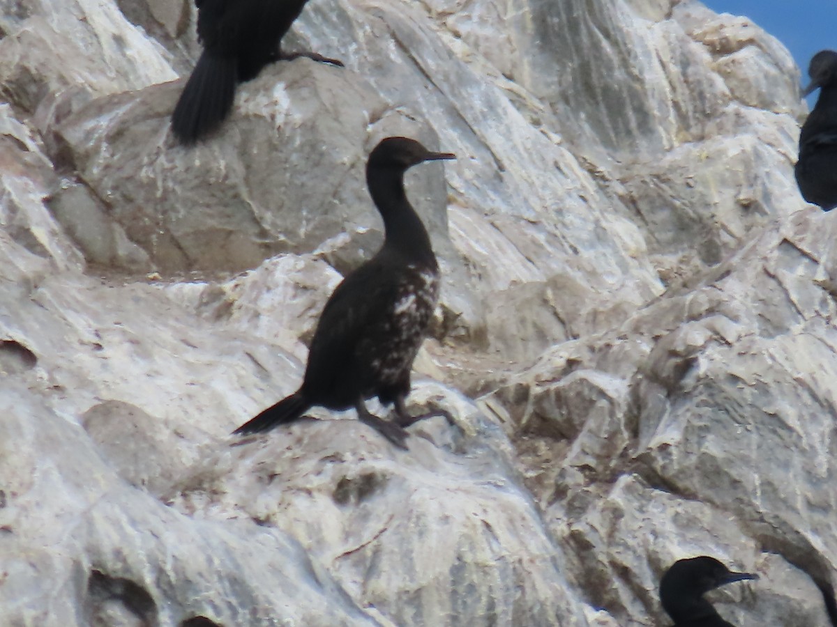 Magellanic Cormorant - Ursula  Mitra