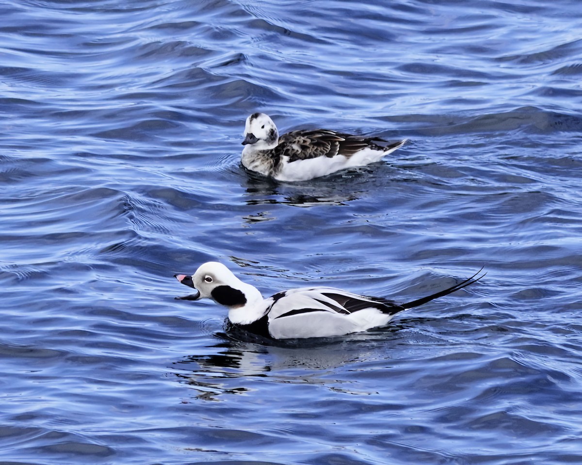 Long-tailed Duck - ML616527623