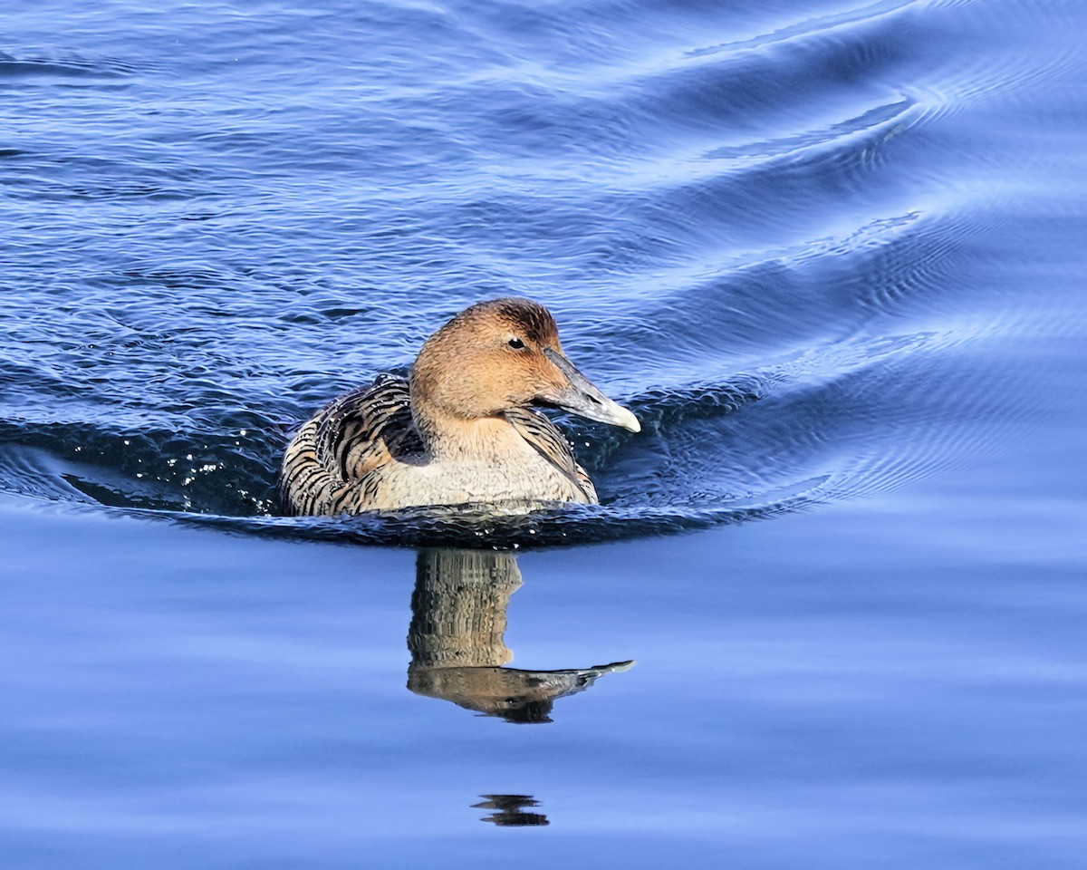 Eider arrunta - ML616527675