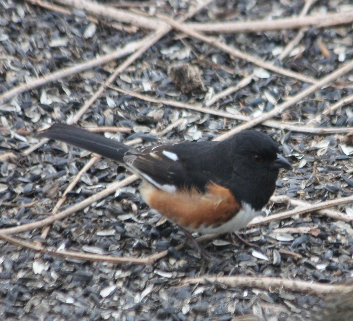 Eastern Towhee - ML616527679