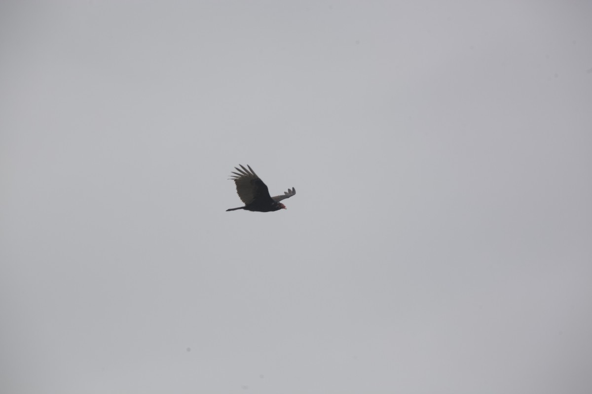 Turkey Vulture - ML616527686