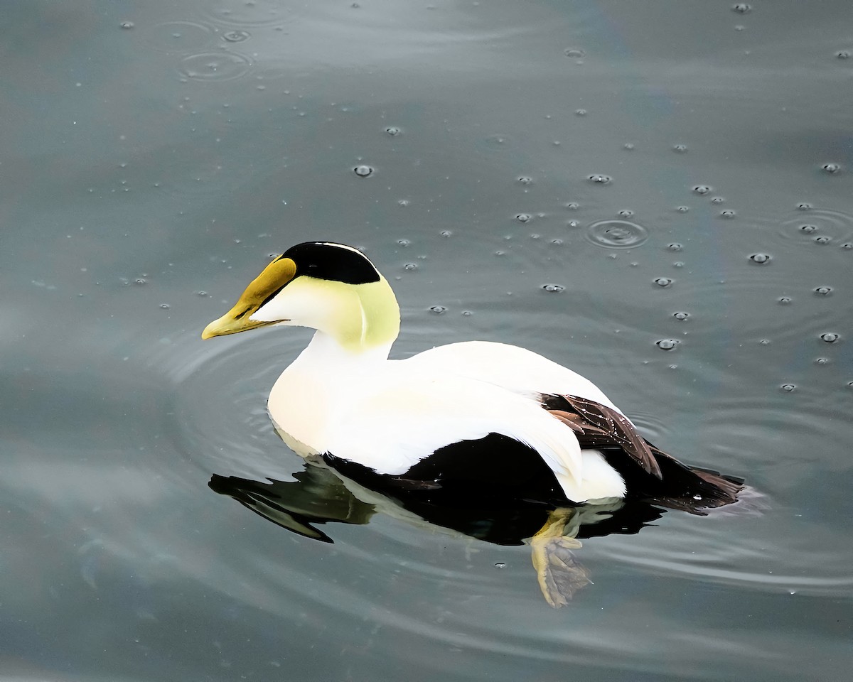 Eider arrunta - ML616527690