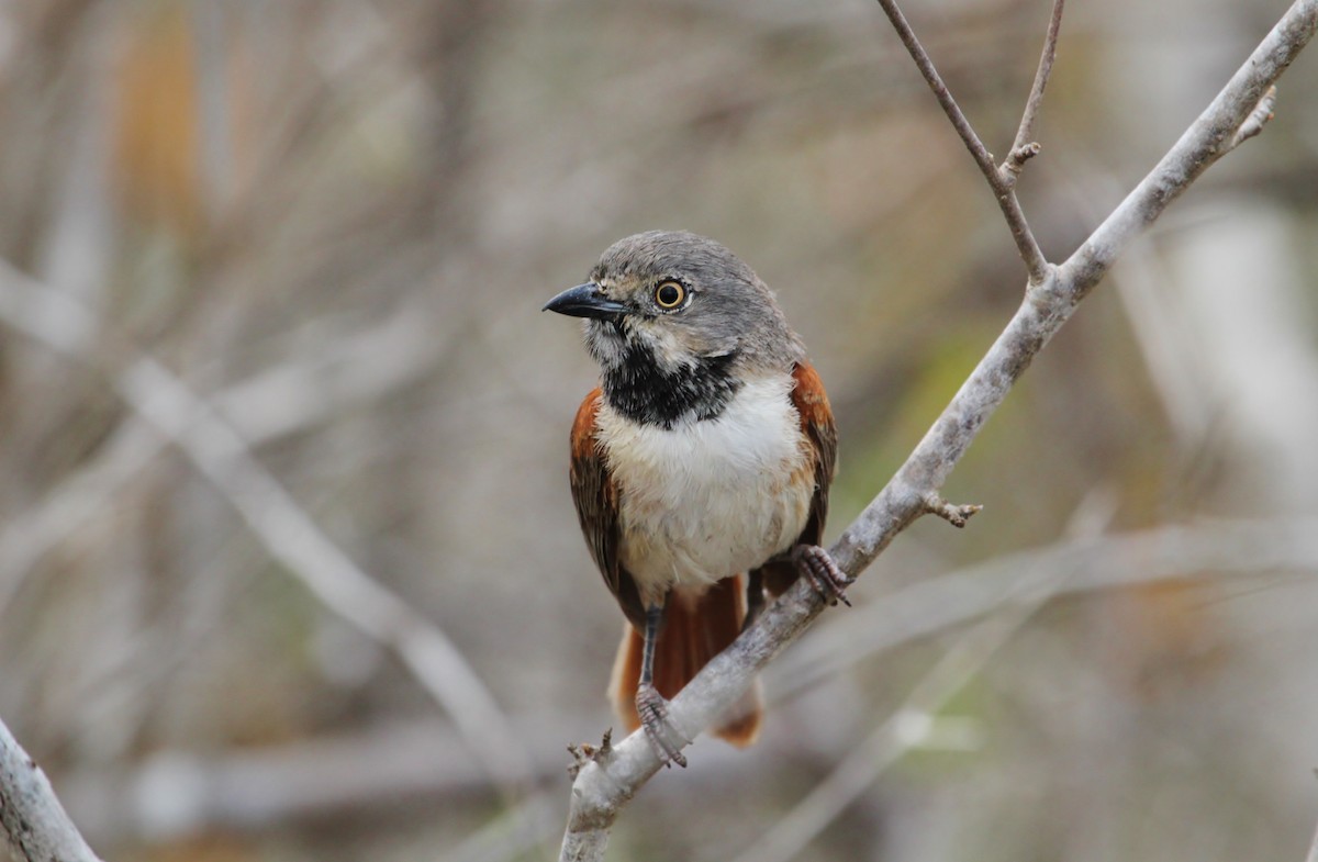 Red-shouldered Vanga - ML616527760