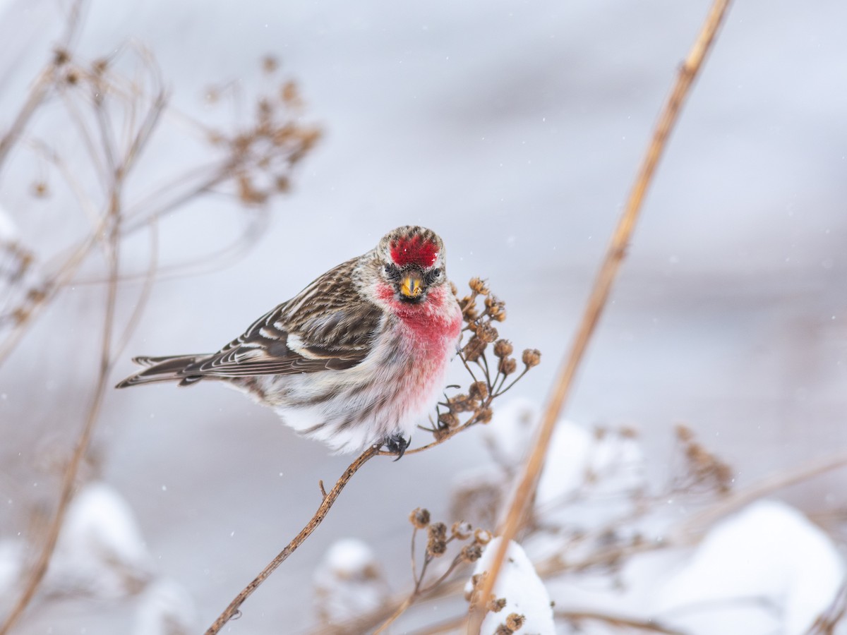 Common Redpoll (flammea) - Peter Mundale