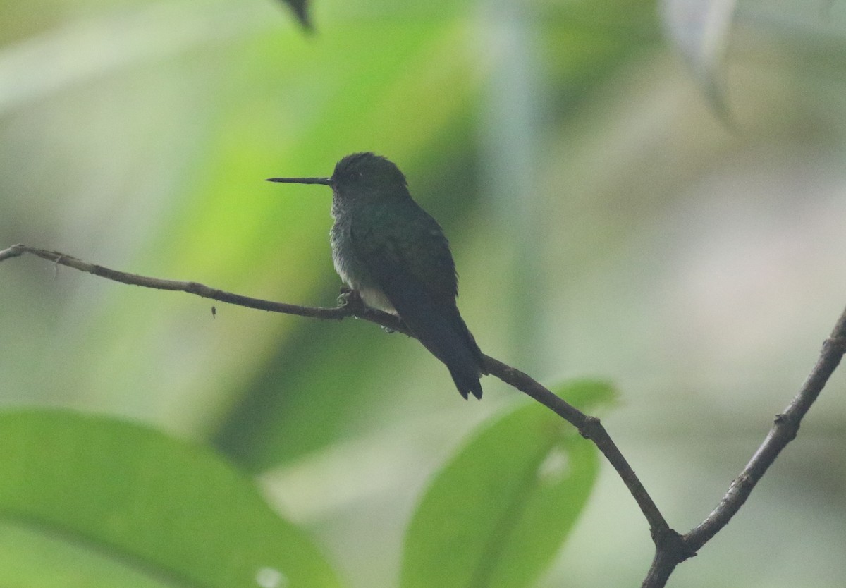 kolibřík zelenkavý - ML616527962