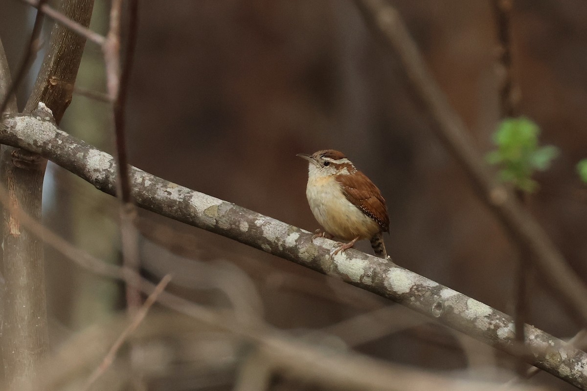 Carolina Wren - Paul Gorday