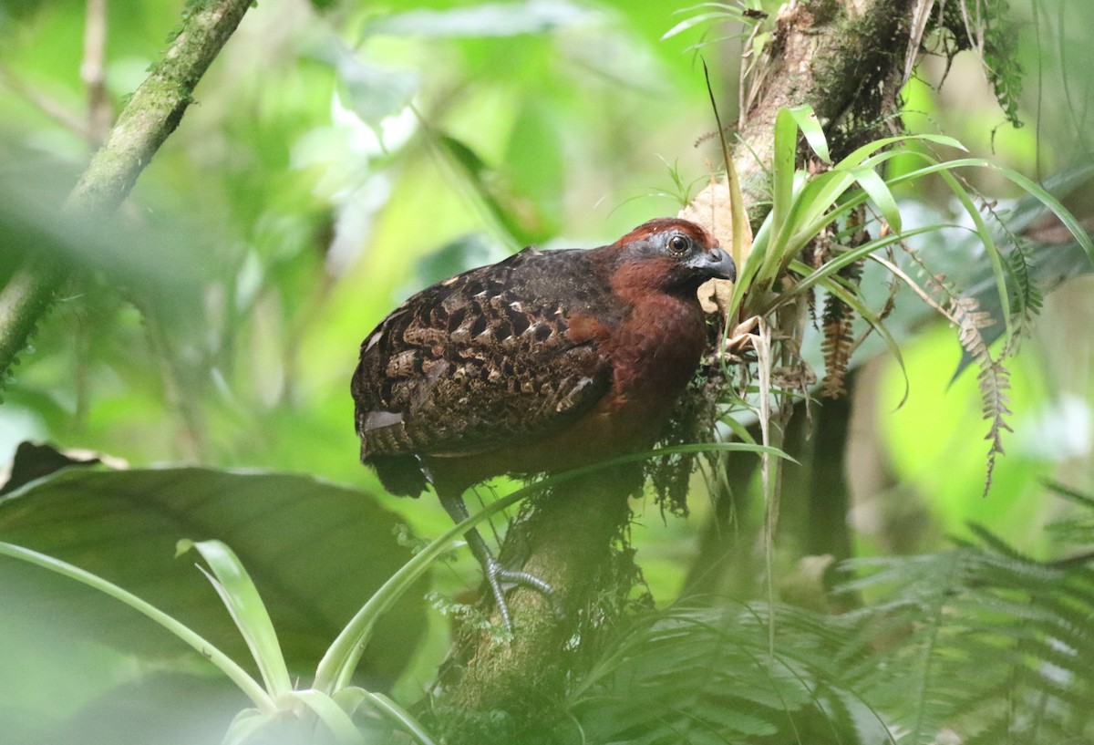 Black-eared Wood-Quail - ML616528013