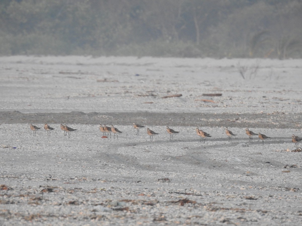 American Golden-Plover - Ivan Roca