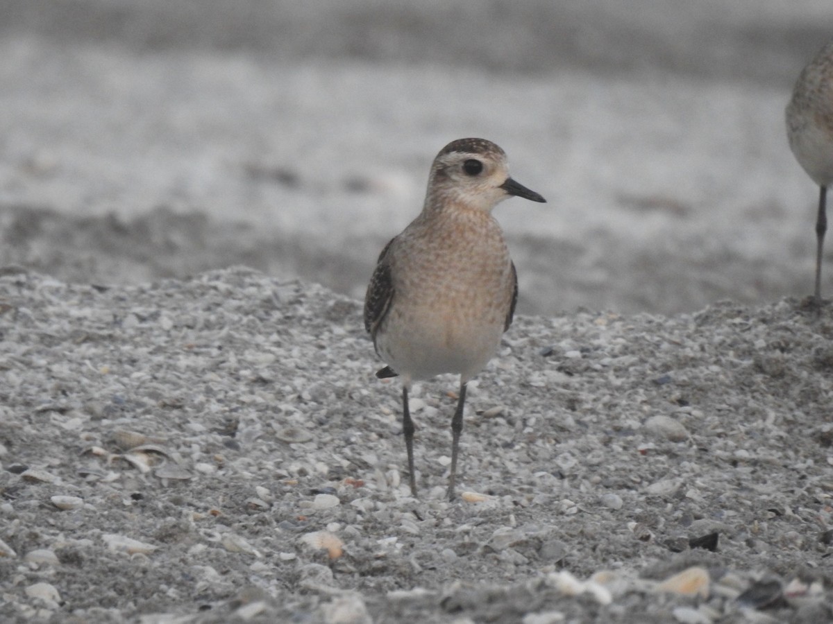 American Golden-Plover - Ivan Roca