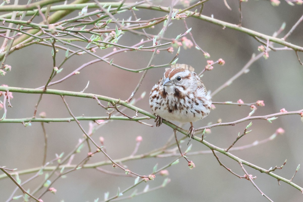 Song Sparrow - Paul Gorday