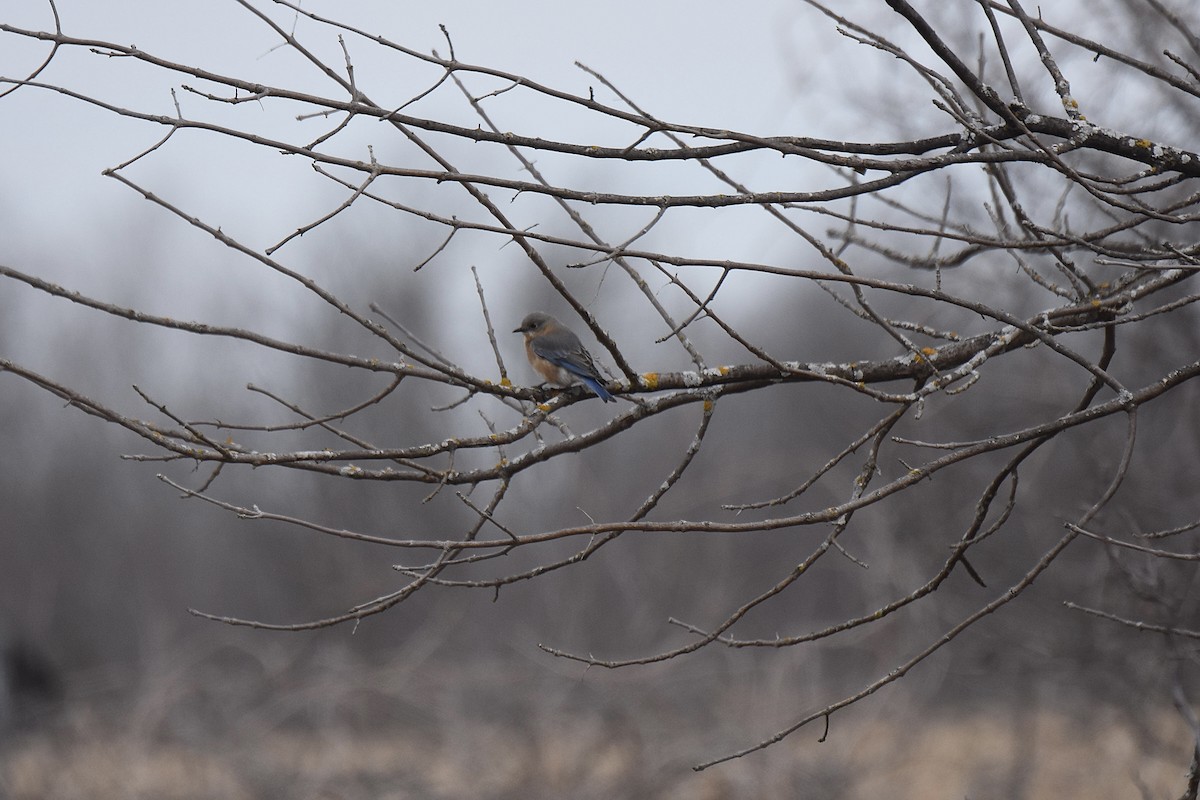 Eastern Bluebird - ML616528094