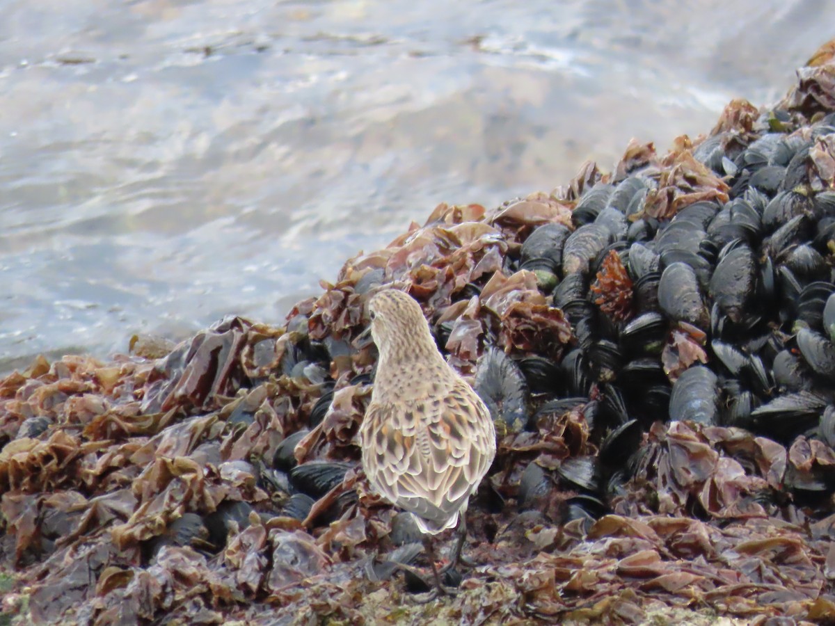 Weißbürzel-Strandläufer - ML616528147