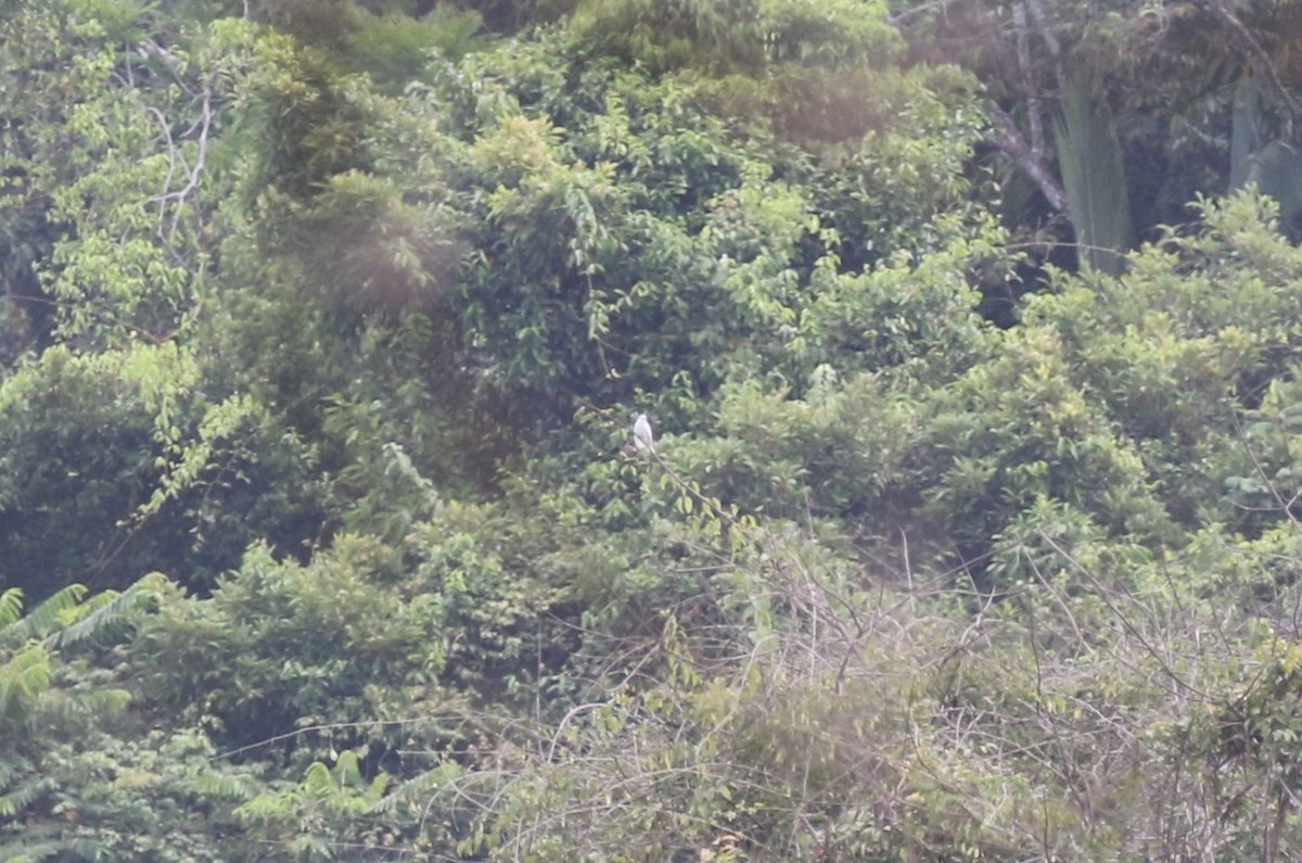 Cotinga Blanco - ML616528169