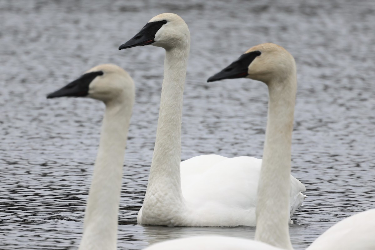 Trumpeter Swan - Marie Rust