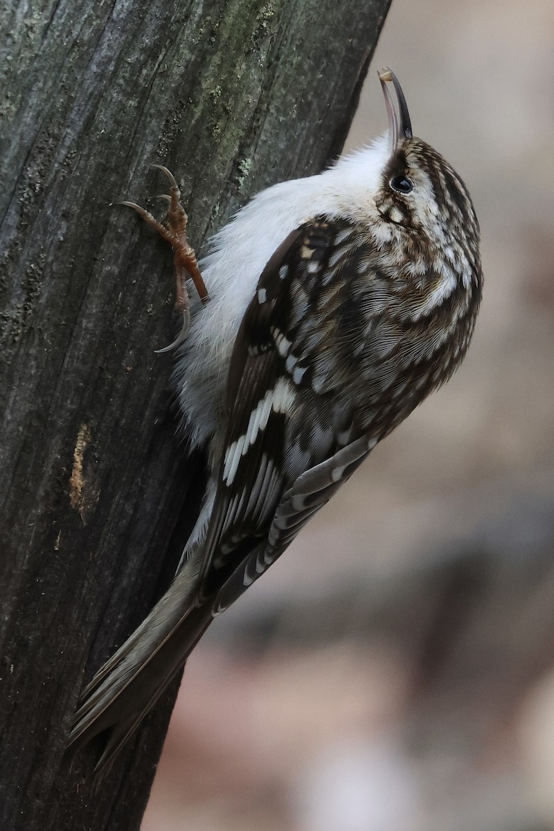 Brown Creeper - Marie Rust