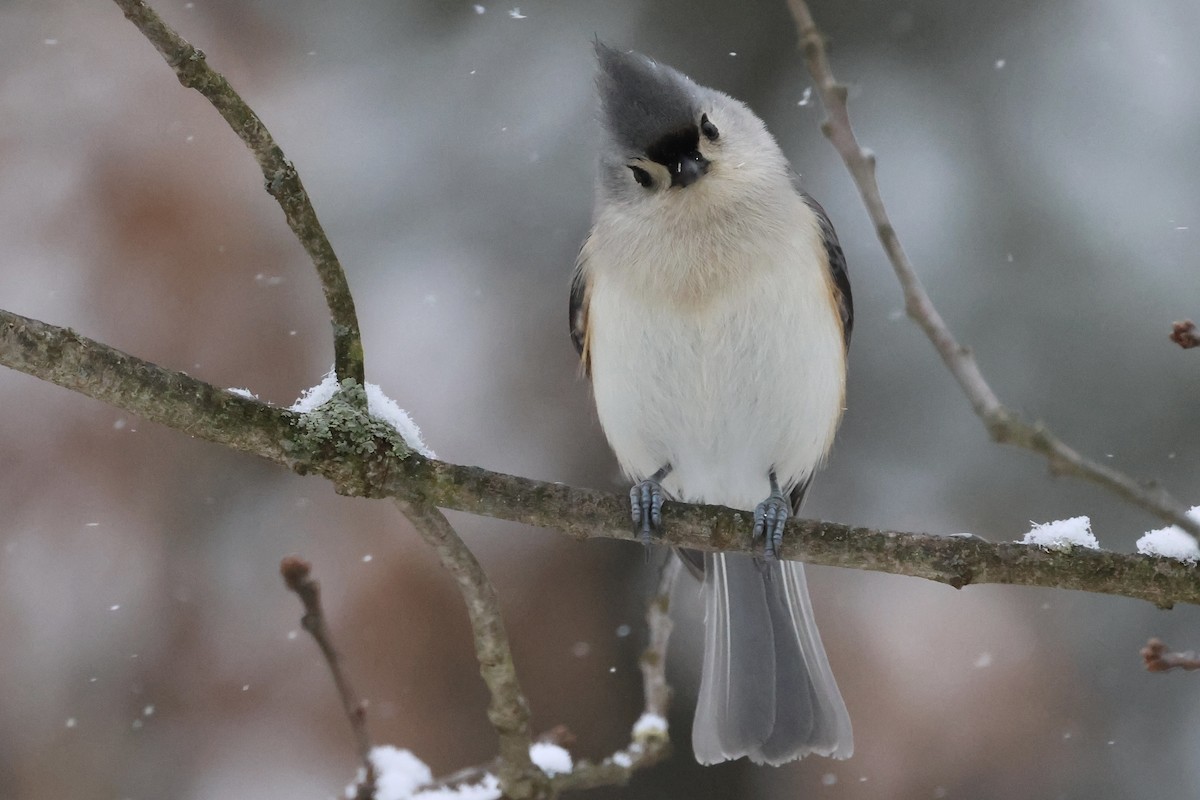 Tufted Titmouse - Marie Rust