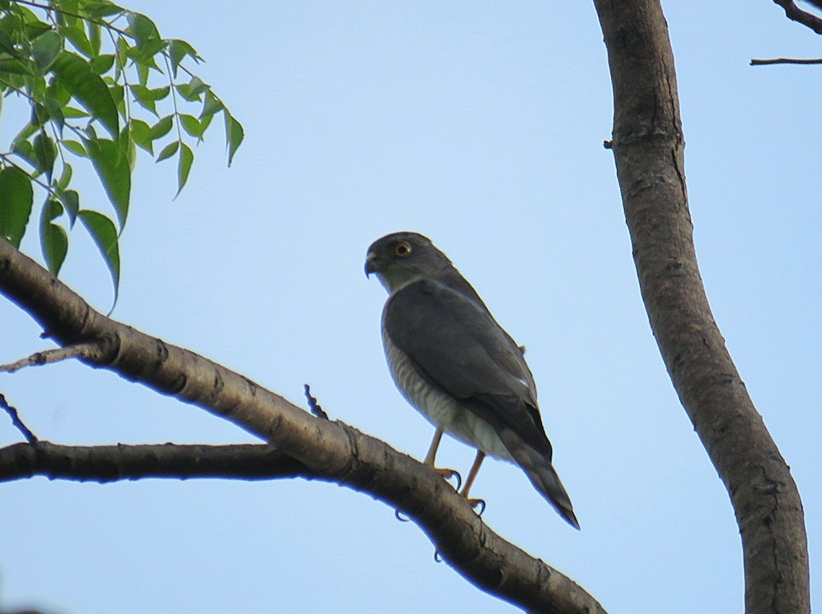 Japanese Sparrowhawk - ML616528338