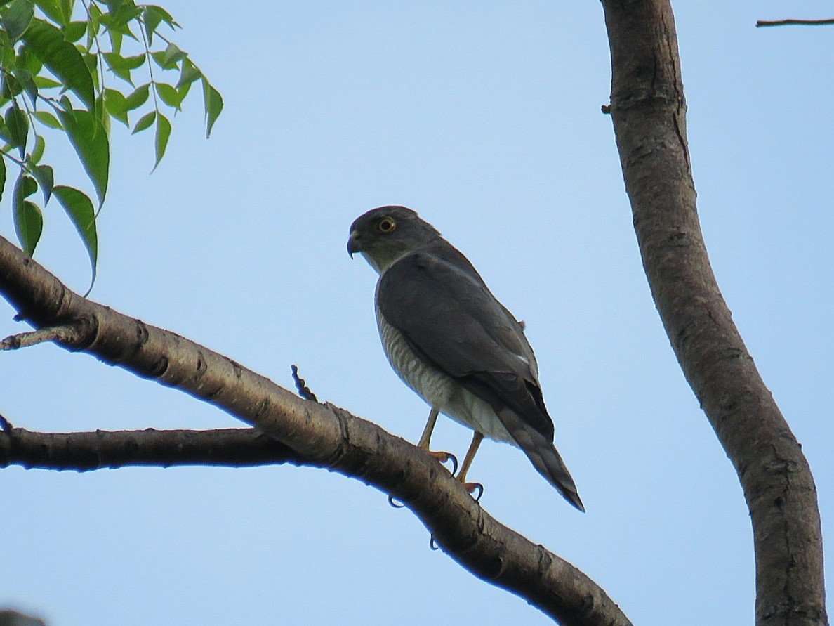 Japanese Sparrowhawk - ML616528339