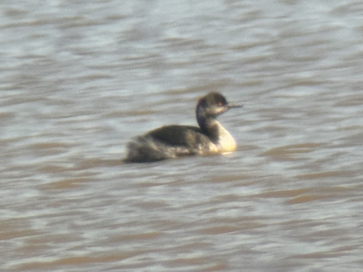 Eared Grebe - ML616528385