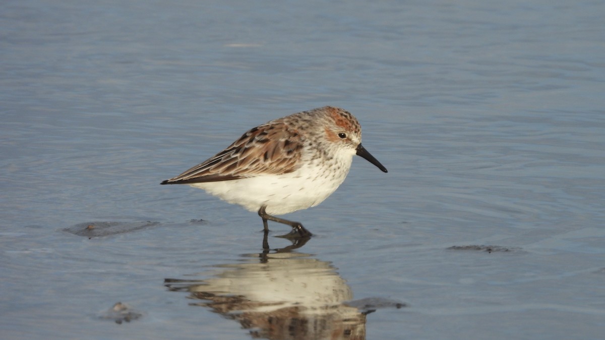 Western Sandpiper - ML616528451