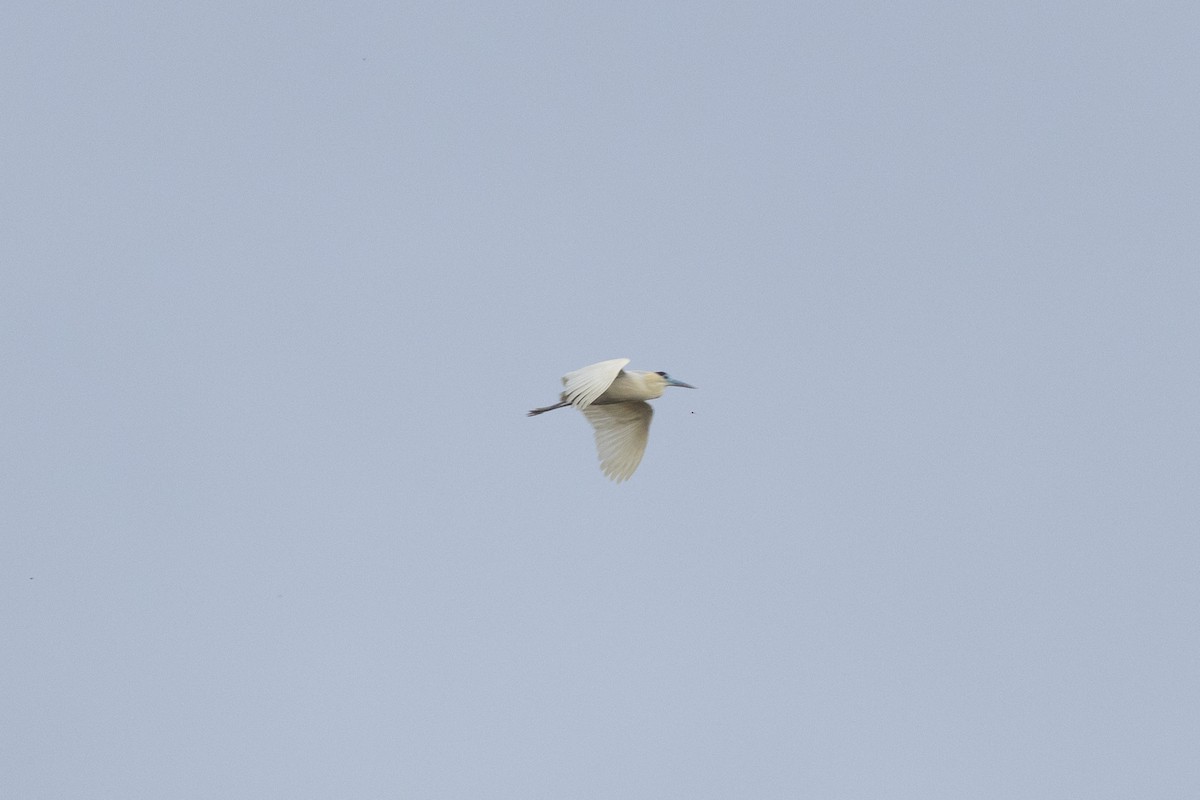 Capped Heron - ML616528463