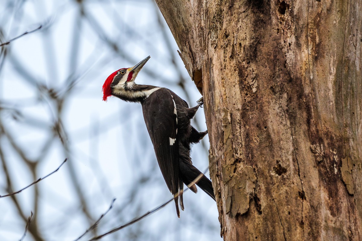 Pileated Woodpecker - ML616528465