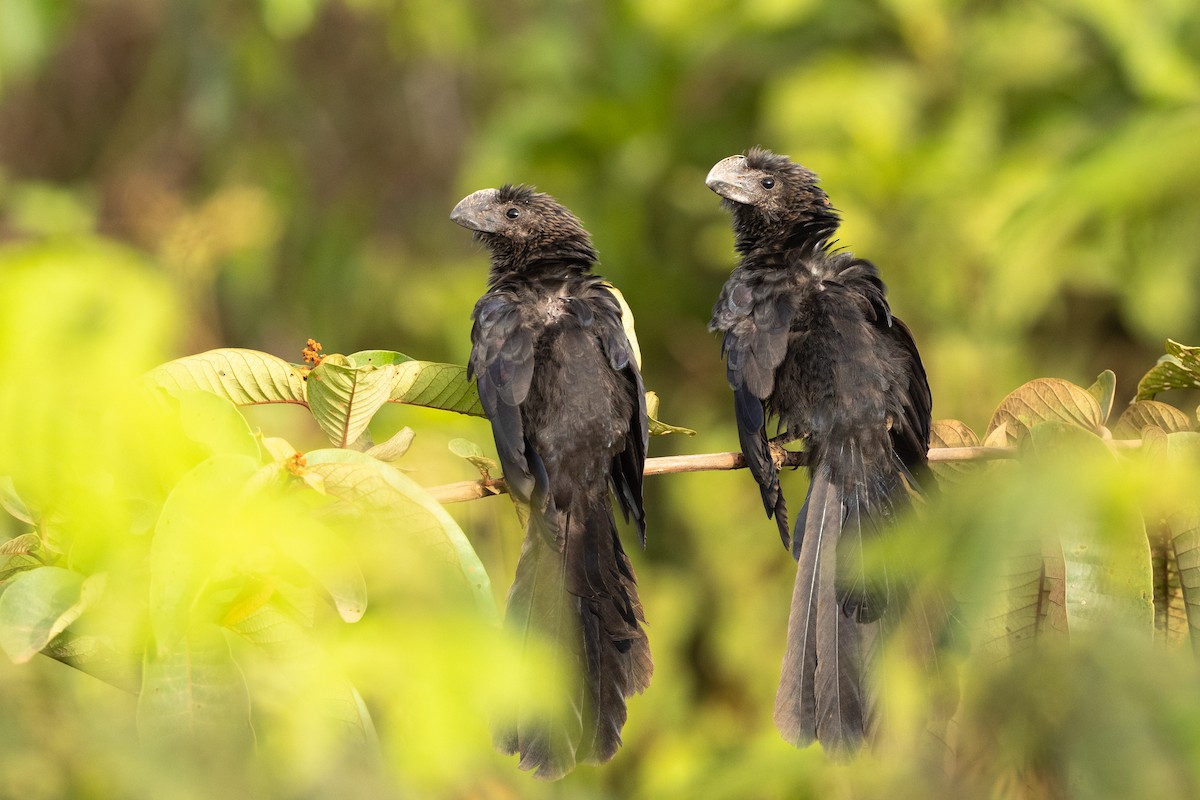 Smooth-billed Ani - ML616528466