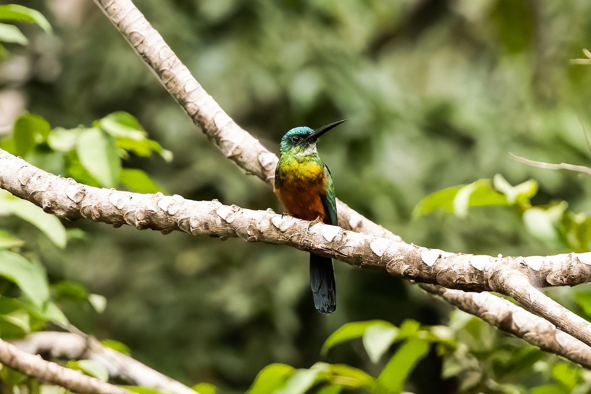 Green-tailed Jacamar - ML616528486