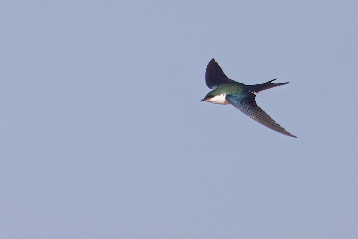 Golondrina de las Bahamas - ML616528495