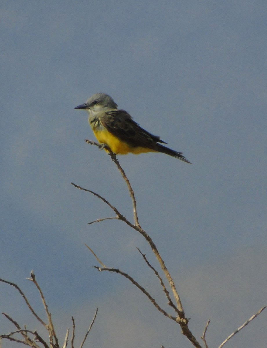 Tropical Kingbird - ML616528562