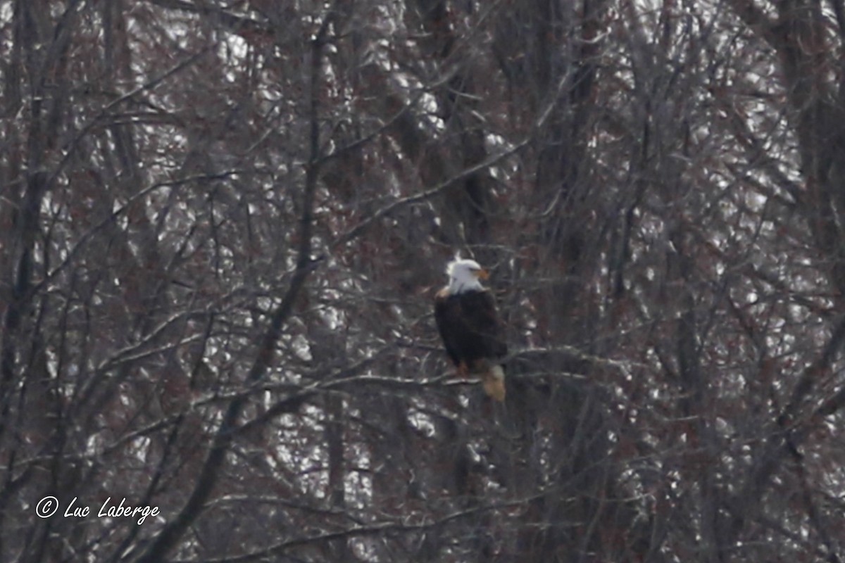 Bald Eagle - ML616528567