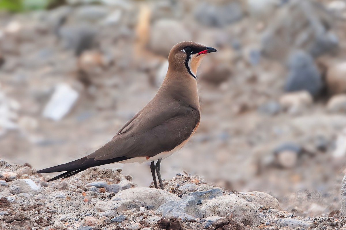 Oriental Pratincole - ML616528588