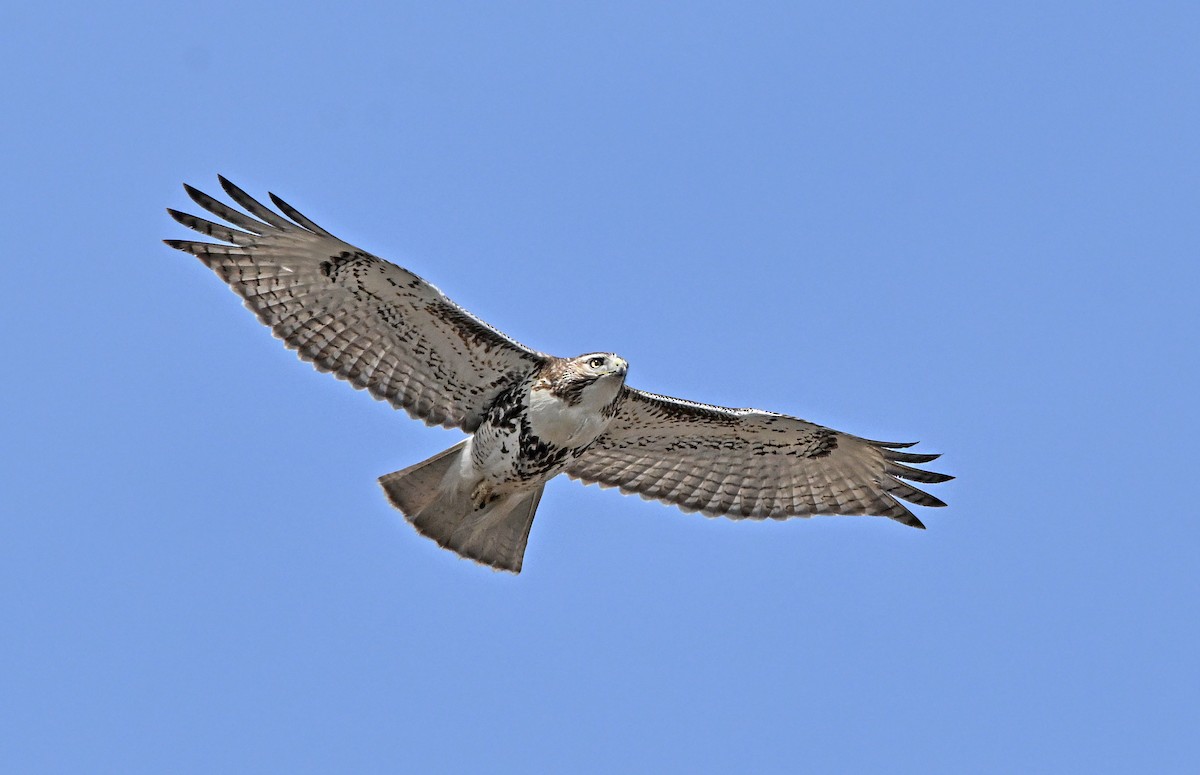 Red-tailed Hawk - Jennifer Leat