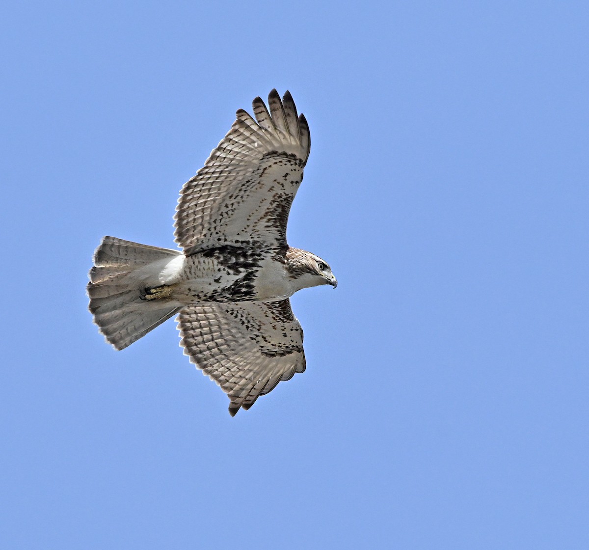 Red-tailed Hawk - Jennifer Leat